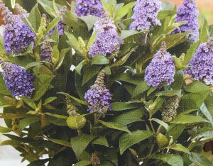 ubhAEo^tCLfB[@hgXEB[gn[gh@ϊt؁@6