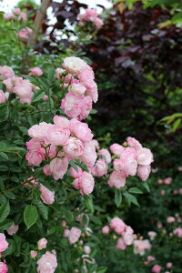  ܂iVcj7A NC~O|AT ͍Lu oc s_it