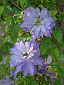 N}`X fVf h }炫 nFpeXn 炫 12cm|bg