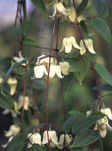 N}`X@fEiGVXf@΁@nFRi[^n@12cm|bg