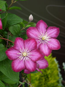 N}`X frEhEf nFWbN}j[n 12cm|bg