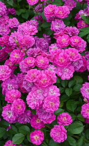 ヴィル・ナタール(大苗予約)7号鉢植え 河本バラ園 Kawamoto Brand Roses 四季咲き バラ苗 《農林水産省 品種登録出願中》