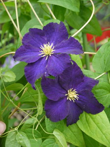 N}`X 'rIiBIj' h nFWN}j[n V}炫 12cm|bg