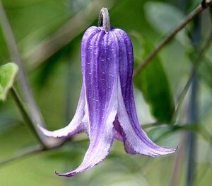 N}`X fEH[J[YEu[Xf nFeLVZXArIin 12cm|bg