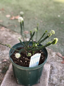 AKgX}EzCgfB@ϊΒ؁@6|bg