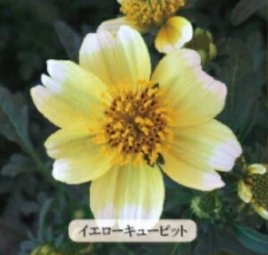 コスモス 苗の人気商品 通販 価格比較 価格 Com