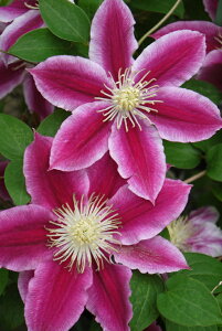 N}`X 'AWFf@nF炫֌n@12cm|bg