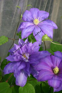 N}`X 'JEeXEIuEu[Xf@nFd炫֌n@12cm|bg