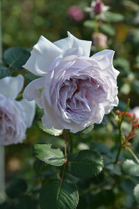 RgCic\j7A@oc@TEIGeBX vObVIV[Y sco^o蒆t