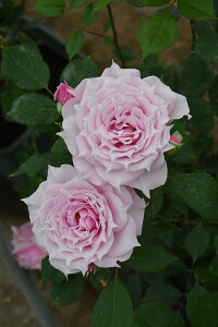 GNVic\j7A@oc@TEIGeBX vObVIV[Y sco^o蒆t