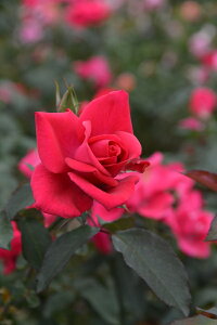 CZvVic\j7A@oc@TEIGeBX vObVIV[Y sco^o蒆t