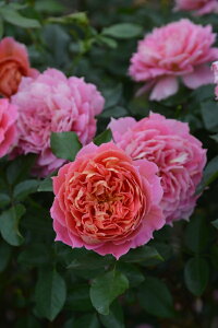 WYic\j7A@oc@TEIGeBX vObVIV[Y sco^o蒆t