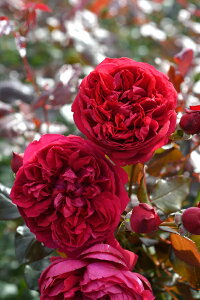 WNXgtic\j7A@oc@TEIGeBX vObVIV[Y sco^o蒆t