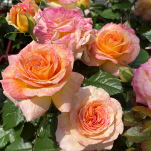 ローヴ・ドゥ・レテ(大苗予約) 7号鉢植え 四季咲き F&Gローズ セレクションシリーズ バラ苗 《契約品種》