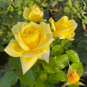 l[hEVbvic\j 7A lG炫 F&G[Y [YA}eB[NV[Y oc s_it