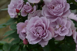 ic\j7A@oc@TEIGeBX vObVIV[Y sco^o蒆t