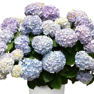 AWTC fT}[h[@y[V{f@ϊt؁@6A