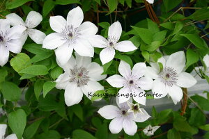 N}`X 'sAEn[gf@nFt_֌n@12cm|bg