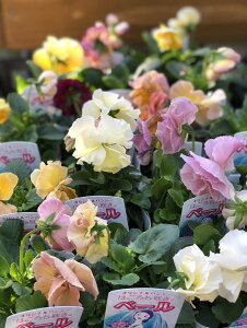 d炫փpW[@͂炫@ N 10.5cm|bg