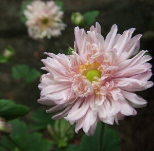 VECMNiHej@fZsAf@d炫@h@10.5cmO|bg