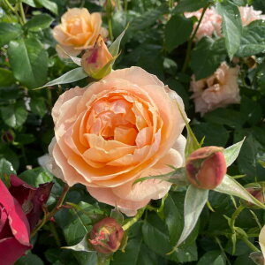 スイート・シフォン(大苗予約) 7号鉢植え 四季咲き F&Gローズ ローズアロマティークシリーズ バラ苗 《契約品種》