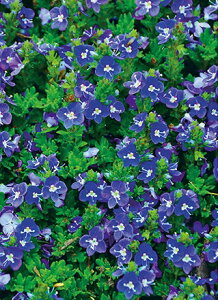 xjJ f^C_v[f@ϊh@10.5cm|bg