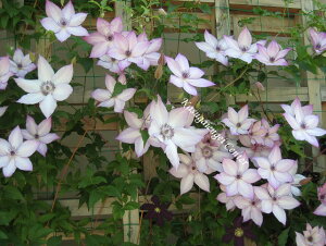 N}`X '[gsAf@nFt_֌n@12cm|bg