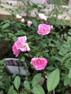 ~jo@f_[t@Cuf@5A@lG炫@oc @ɏ