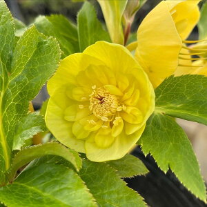 NX}X[Y EB^[VtHj[V[YFI[An~bNX@Z~_uE_u~bNX@9cm|bg