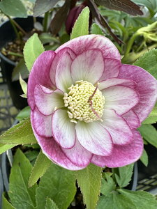 NX}X[Y EB^[VtHj[V[YFNIn@Z~_uE_u~bNX@9cm|bg