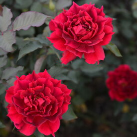 楽天市場 ロサオリエンティス 送料無料の通販