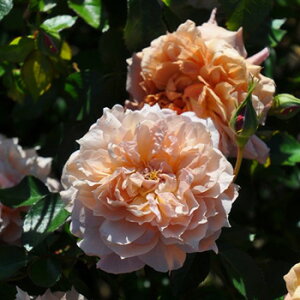 ル・サブリエ(大苗)7号鉢植え バラ苗 《農林水産省 登録品種》 四季咲き ロサ・オリエンティス