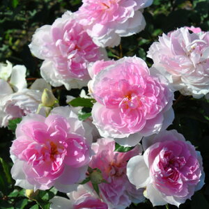 シャリマー(大苗予約)7号鉢植え バラ苗 《農林水産省 登録品種》 四季咲き ロサ・オリエンティス プログレッシオシリーズ