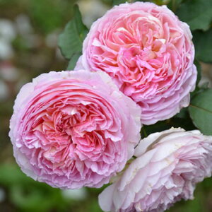 トロイメライ(大苗予約)7号鉢植え バラ苗 《農林水産省 登録品種》 四季咲き ロサ・オリエンティス プログレッシオシリーズ