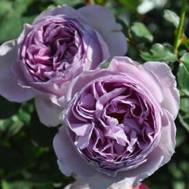 楽天市場 ロサオリエンティスの通販