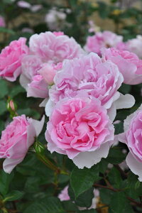 ピクシー(大苗予約)7号鉢植え バラ苗 《農林水産省 登録品種》 四季咲き ロサ・オリエンティス プログレッシオシリーズ