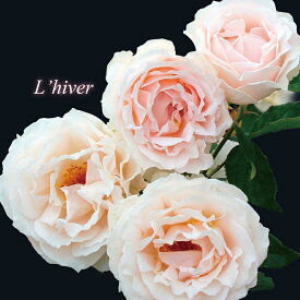 リヴェール（大苗）7号鉢植え ロサ・オリエンティス バラ苗 《農林水産省 登録品種》