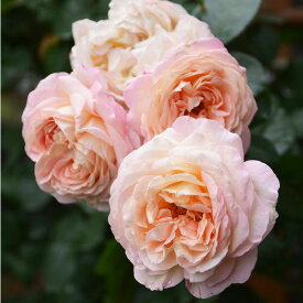 楽天市場 ロサオリエンティスの通販