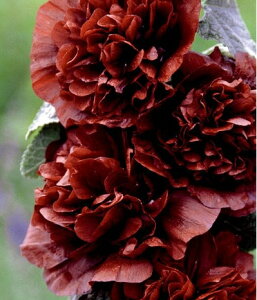 AZAizzbNj ^`AICij h _uid炫j `FXibcuEi10.5cm|bgj