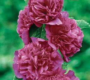 AZAizzbNj ^`AICij h _uid炫j oCIbgi10.5cm|bgj