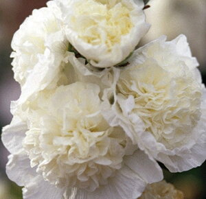 AZAizzbNj ^`AICij h _uid炫j zCgi10.5cm|bgj