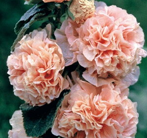 AZAizzbNj ^`AICij h _uid炫j T[sNi10.5cm|bgj