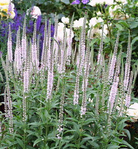 xjJ ftFA[eCf CgsNi10.5cm|bgj h