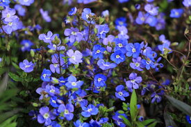 ベロニカ ’オックスフォードブルー’ 青花 ほふく性（10.5cmポット） 宿根草