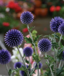 GLmvX u[i10.5cm|bgj h