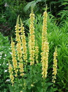 o[oXJ fVbNXeB[LhYf F h