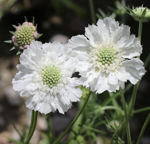 XJrIT fR[JTXzCgfi10.5cm|bgj h