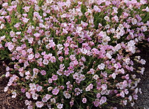 �V���l �V�F���s���N�i10.5cm�|�b�g�j �h����