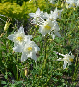 mI_}L fNX^fi10.5cm|bgj h