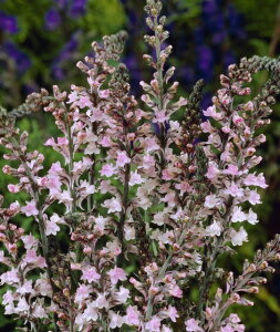 hiA fJmEJEEFgf hi10.5cm|bgj